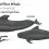 Short-finned Pilot Whale – The deep diving ‘black fish’