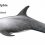 Risso’s dolphin