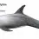 Risso’s dolphin