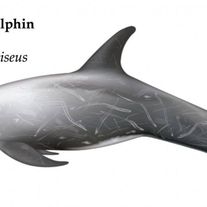 Risso's dolphin | Azores Whale Watching TERRA AZUL™ | #1 Rated