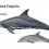 Rough-toothed Dolphin