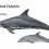 Rough-toothed Dolphin