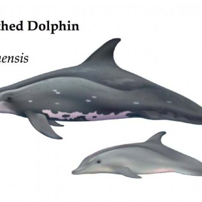 Rough-toothed Dolphin | azoreswhalewatch.com