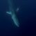 Fin Whales Undersea
