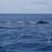 Cachalotes/Sperm Whales