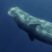 Spermwhale 50cm from our boat!