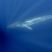 Our friend fin whale is still around :D