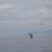 Jumping Spermwhale!!