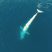 Who said that Fin Whales are “boring”!?!