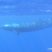 Of curious whales and hungry dolphins