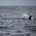 First Sei whales of 2017 and more