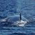 Whale, Dolphins and a giant mystery shadow