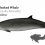 Sowerby’s Beaked Whale
