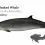 Sowerby’s Beaked Whale