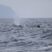 A lot of whales today!