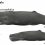 Sperm Whale – The largest existing toothed whale