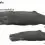 Sperm Whale – The largest existing toothed whale