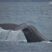 Two resident against two migratory species: who will win?