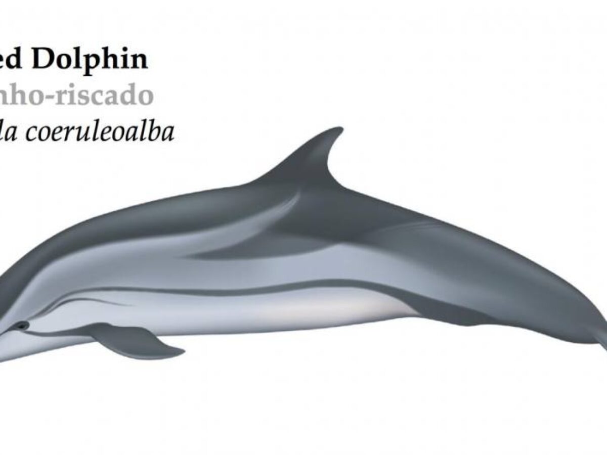 Striped dolphin | Azores Whale Watching TERRA AZUL™ | #1 Rated