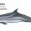 Striped dolphin