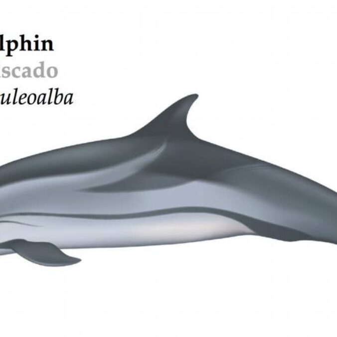 Striped-dolphin-676x676.jpg