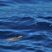 Giant cetaceans, and the tiniest ever turtle!