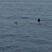 Mantarays taking over today!
