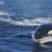 Killer whales, on the same date as last year!