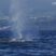 Easter Bunny? Easter Blue Whale you mean!