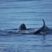More Baleen whales than Toothed whales these days!