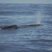 Sperm whale mommy jumping!