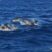 It’s not only cetaceans!
