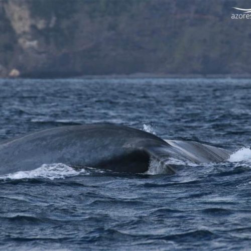 Beautiful Blue Whale poop! Azores Whale Watching TERRA AZUL™
