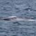 Are the Fin whales watching us, or are we watching them?
