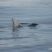 Rain, sunshine, whales and dolphins