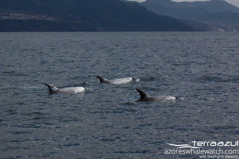 Risso's Dolphins/Grampus griseus