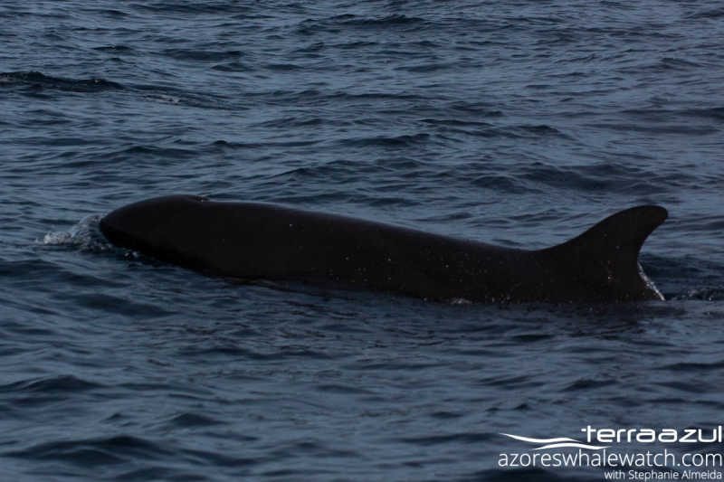 Pseudorca crassidens/False Killer Whale