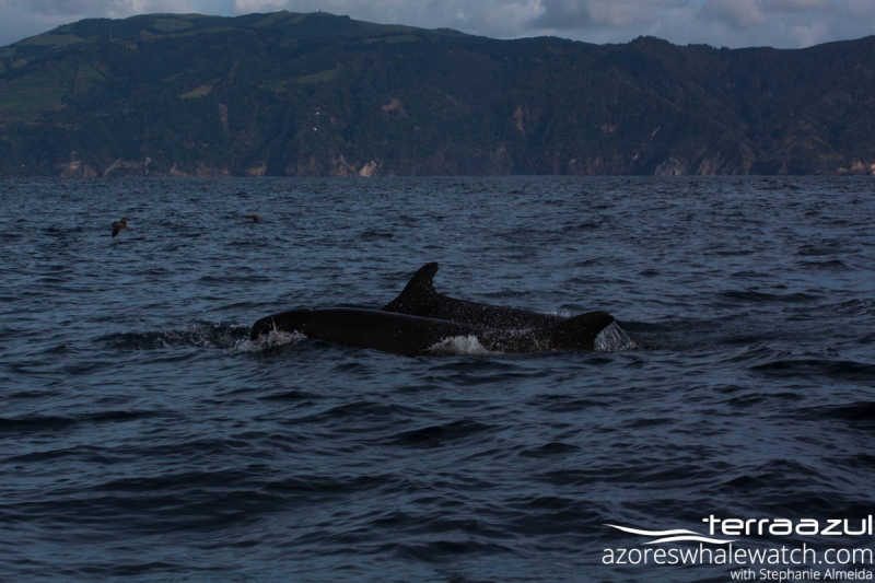Pseudorca crassidens/False Killer Whale