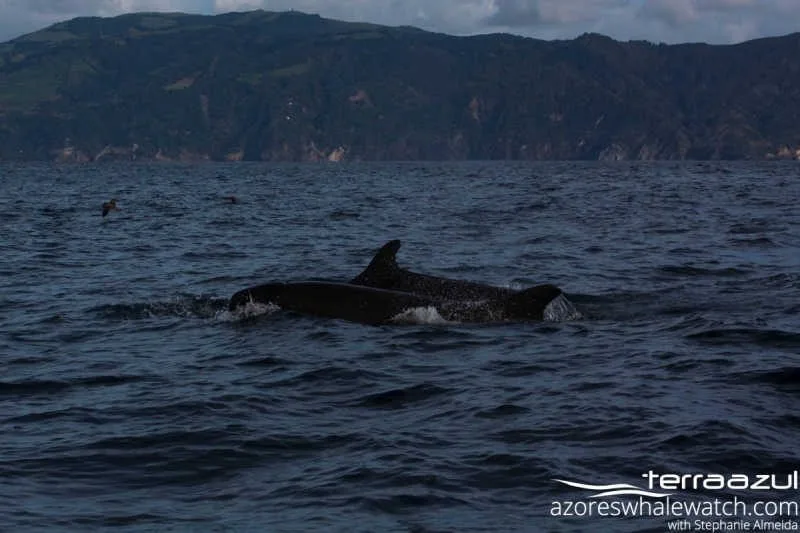 Pseudorca crassidens/False Killer Whale