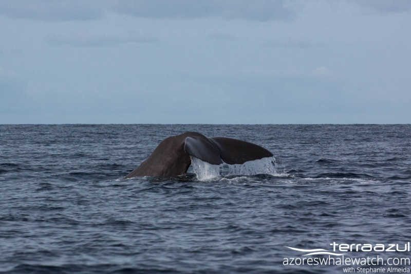 Physeter macrocephalus/Sperm Whale