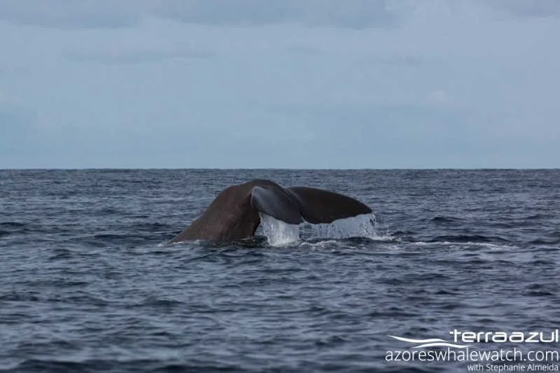 Physeter macrocephalus/Sperm Whale