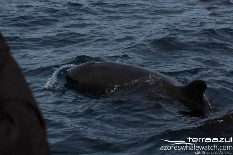 Pseudorca crassidens/False Killer Whale