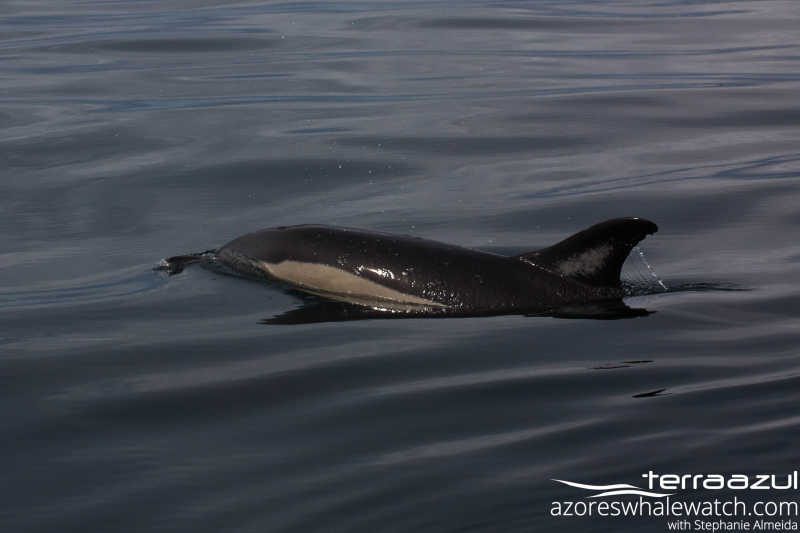 Common Dolphin/Delphinus delphis