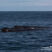 Sperm Whale morning!