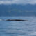 Fin Whales all week!