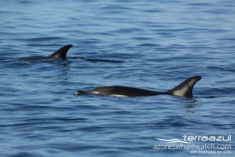 Common Dolphins/Delphinus delphis