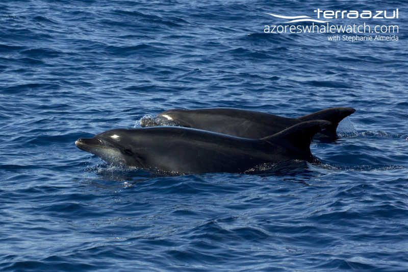 Bottlenose Dolphins /Tursiops truncatus