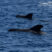 Pilot whales becoming frequent sightings