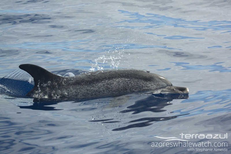 Atlantic Spotted Dolphin - NOT FROM THIS WEEK