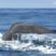 Sperm Whales Dives!